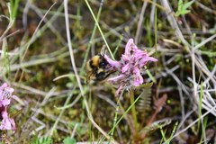Pedicularis sudetica