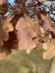 Quercus