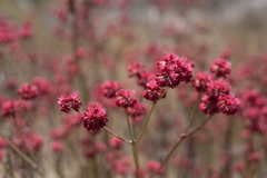 Eriogonum grande