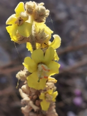Verbascum undulatum