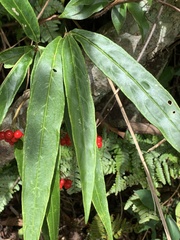 Ardisia crispa