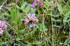 Pedicularis sudetica