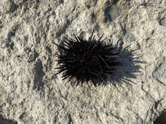 Echinometra lucunter