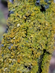 Xanthomendoza fallax