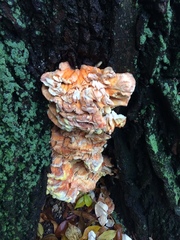 Laetiporus sulphureus
