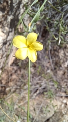 Haplophyton crooksii