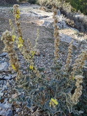 Verbascum undulatum