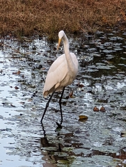 Ardea alba