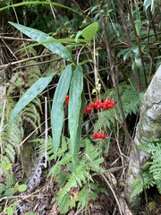 Ardisia crispa