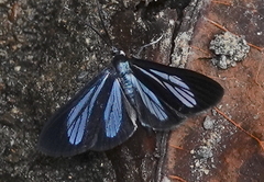 Arctiinae