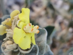 Verbascum undulatum