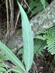 Ardisia crispa