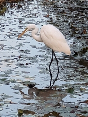 Ardea alba