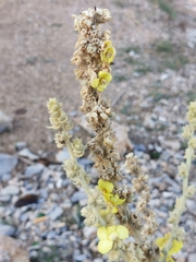 Verbascum undulatum