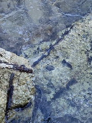 Echinometra lucunter