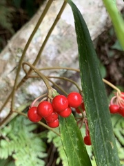 Ardisia crispa