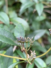 Hydrangea chinensis