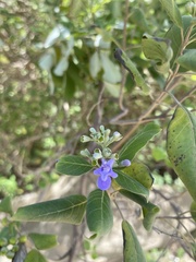 Vitex trifolia