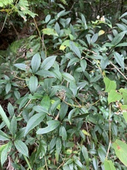 Hydrangea chinensis