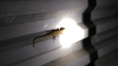 Hemidactylus frenatus