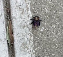 Xylocopa rufidorsum