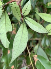 Hydrangea chinensis