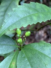 Sarcandra glabra