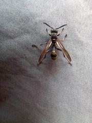 Mischocyttarus pallidipectus