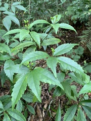 Sarcandra glabra