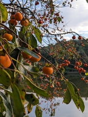 Diospyros kaki