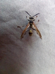 Mischocyttarus pallidipectus