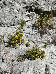 Perityle lindheimeri