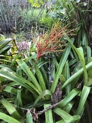 Aechmea blanchetiana