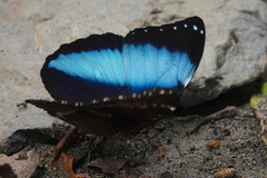 Morpho achilles