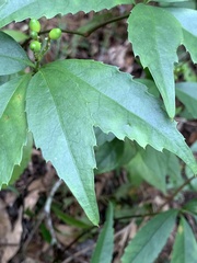 Sarcandra glabra