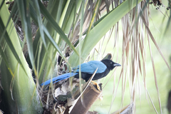 Cyanocorax yucatanicus