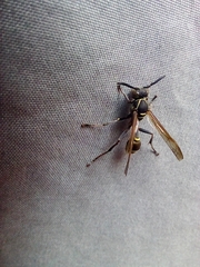 Mischocyttarus pallidipectus