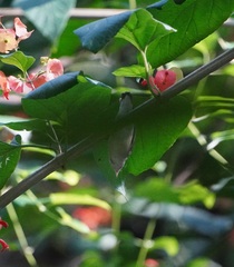 Dicaeum erythrorhynchos