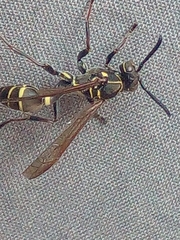 Mischocyttarus pallidipectus