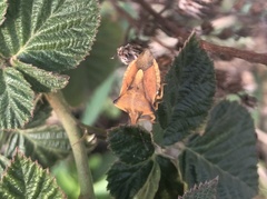 Carpocoris fuscispinus