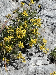 Perityle lindheimeri