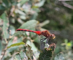 Sympetrum rubicundulum