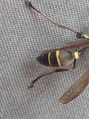 Mischocyttarus pallidipectus