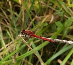 Sympetrum rubicundulum