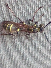 Mischocyttarus pallidipectus