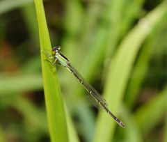 Ischnura pruinescens