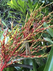 Aechmea blanchetiana