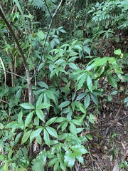 Sarcandra glabra