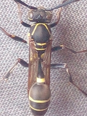 Mischocyttarus pallidipectus