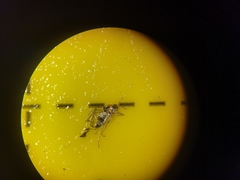 Elaphropeza ephippiata